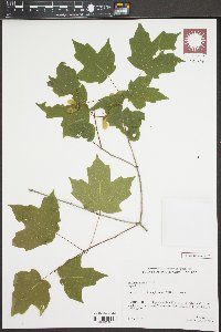 Acer leucoderme image