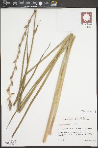 Philydrum lanuginosum image