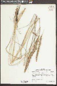 Tridens strictus image
