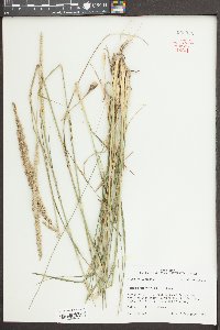 Tridens strictus image