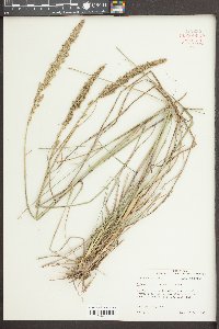 Tridens strictus image