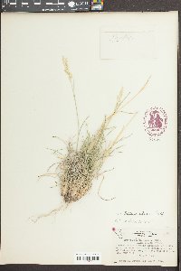 Triodia pilosa image