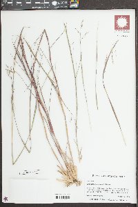 Triplasis americana image