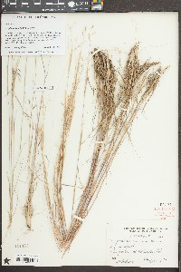 Triplasis americana image