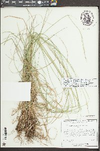 Triplasis americana image