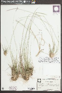 Triplasis americana image