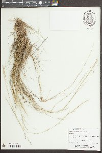 Triplasis americana image