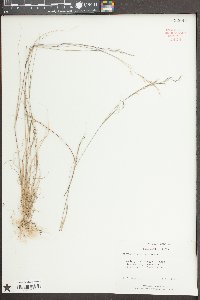 Triplasis americana image
