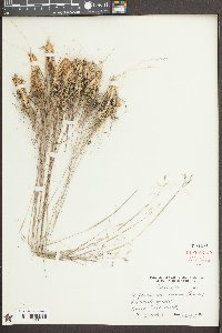 Triplasis americana image