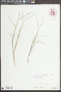 Triplasis purpurea image
