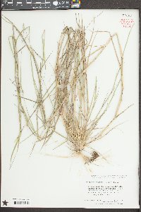 Triplasis purpurea image