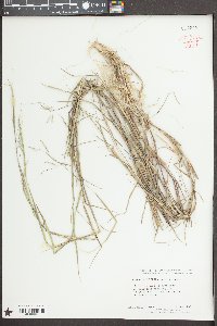 Triplasis purpurea image
