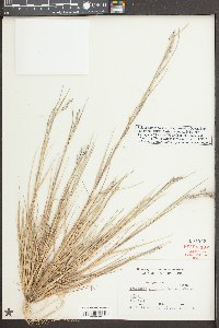 Triplasis purpurea image