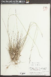 Triplasis americana image