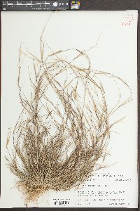Triplasis purpurea image