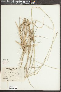 Triplasis purpurea image
