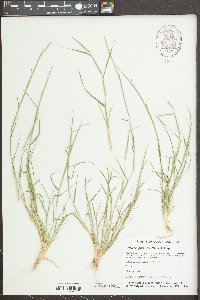 Triplasis purpurea image