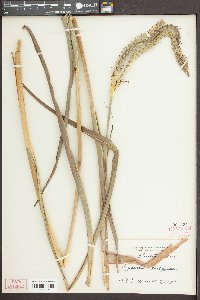 Tripsacum dactyloides image