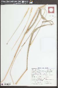 Tripsacum dactyloides image