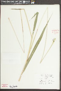 Tripsacum dactyloides image