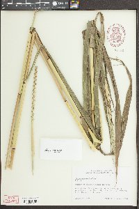 Tripsacum dactyloides image