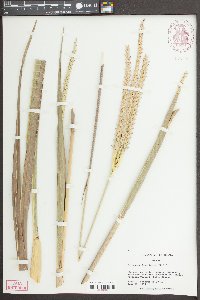 Tripsacum dactyloides image