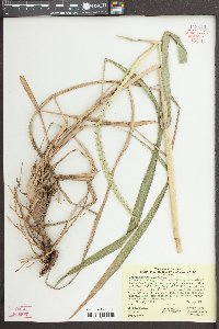Tripsacum dactyloides image