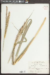 Tripsacum dactyloides image