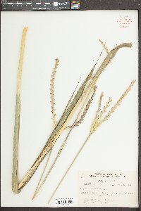 Tripsacum dactyloides image