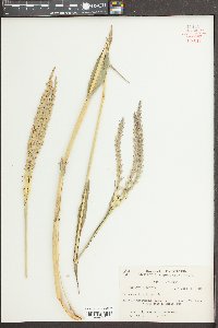 Tripsacum dactyloides image