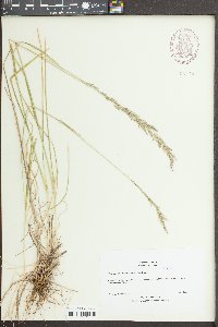 Trisetum canescens image
