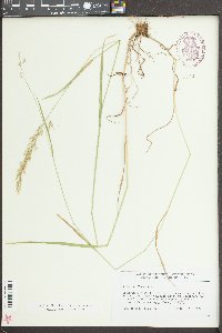 Trisetum flavescens image