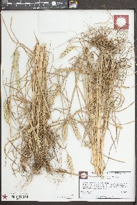 Triticum aestivum image