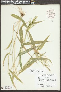 Urochloa ramosa image