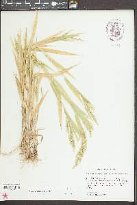 Urochloa ramosa image