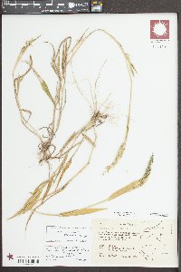 Urochloa mollis image