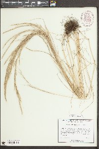 Vulpia myuros image
