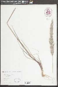 Media resource of Vulpia alopecuros