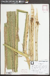 Zizania aquatica image