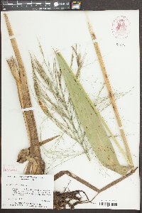 Zizania aquatica image