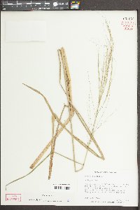 Zizania aquatica image