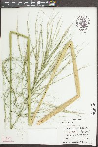 Zizania aquatica image