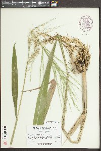 Zizania aquatica image