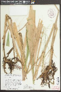 Zizania aquatica image