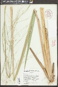 Zizania aquatica image