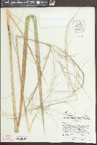 Zizania aquatica image