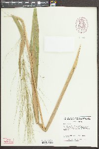 Zizania aquatica image