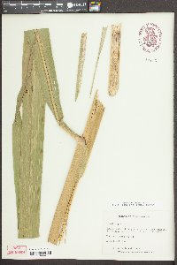 Zizania aquatica image