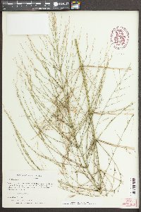 Zizania aquatica image