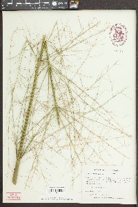 Zizania aquatica image